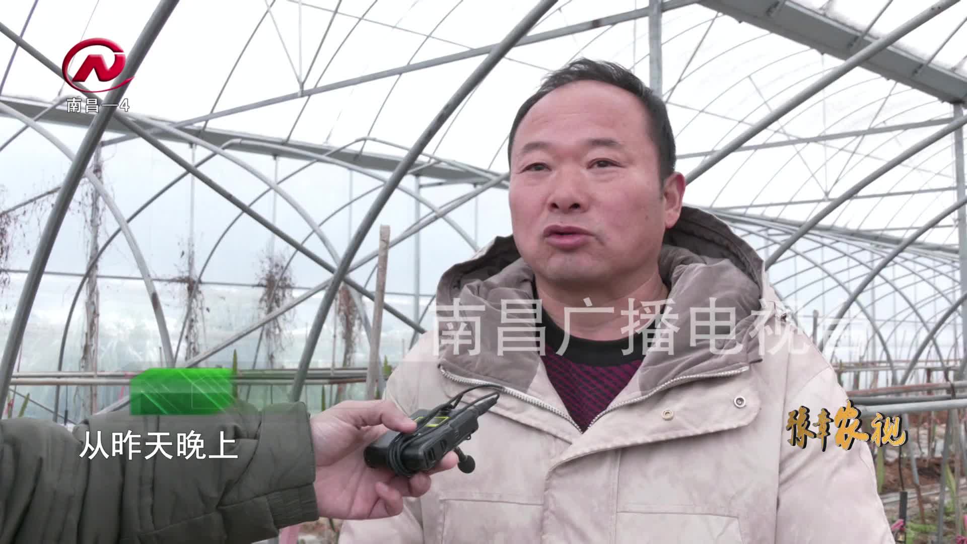 【豫章农视】特别策划：雨雪来袭 我市多措并举做好农作物防寒抗冻工作