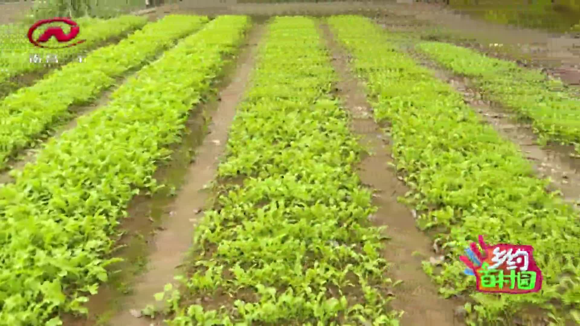 乡约百村园 2020-12-16