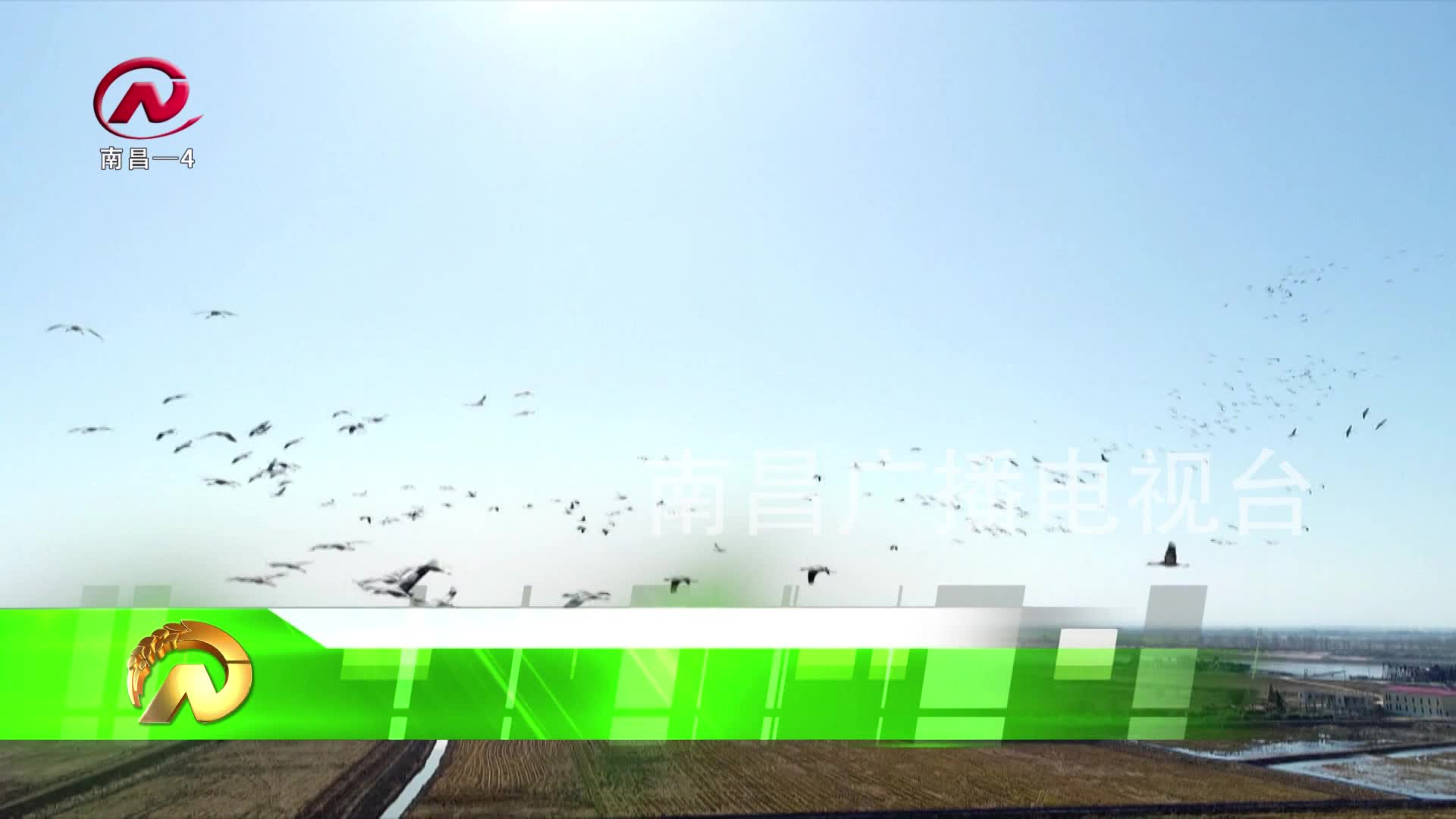 【豫章农视】候鸟如约至精心守护打造候鸟天堂