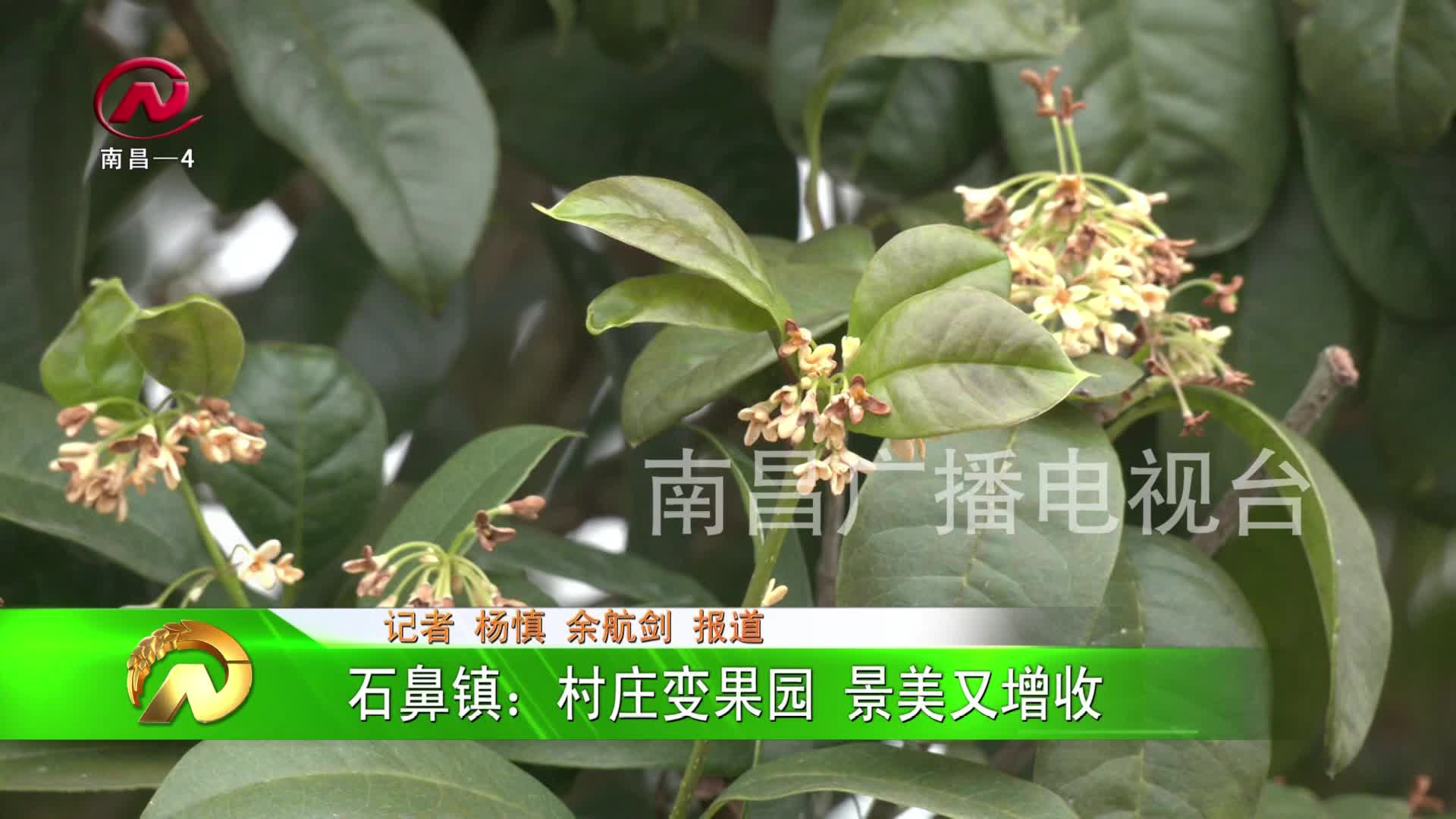 【豫章农视】石鼻镇：村庄变果园 景美又增收