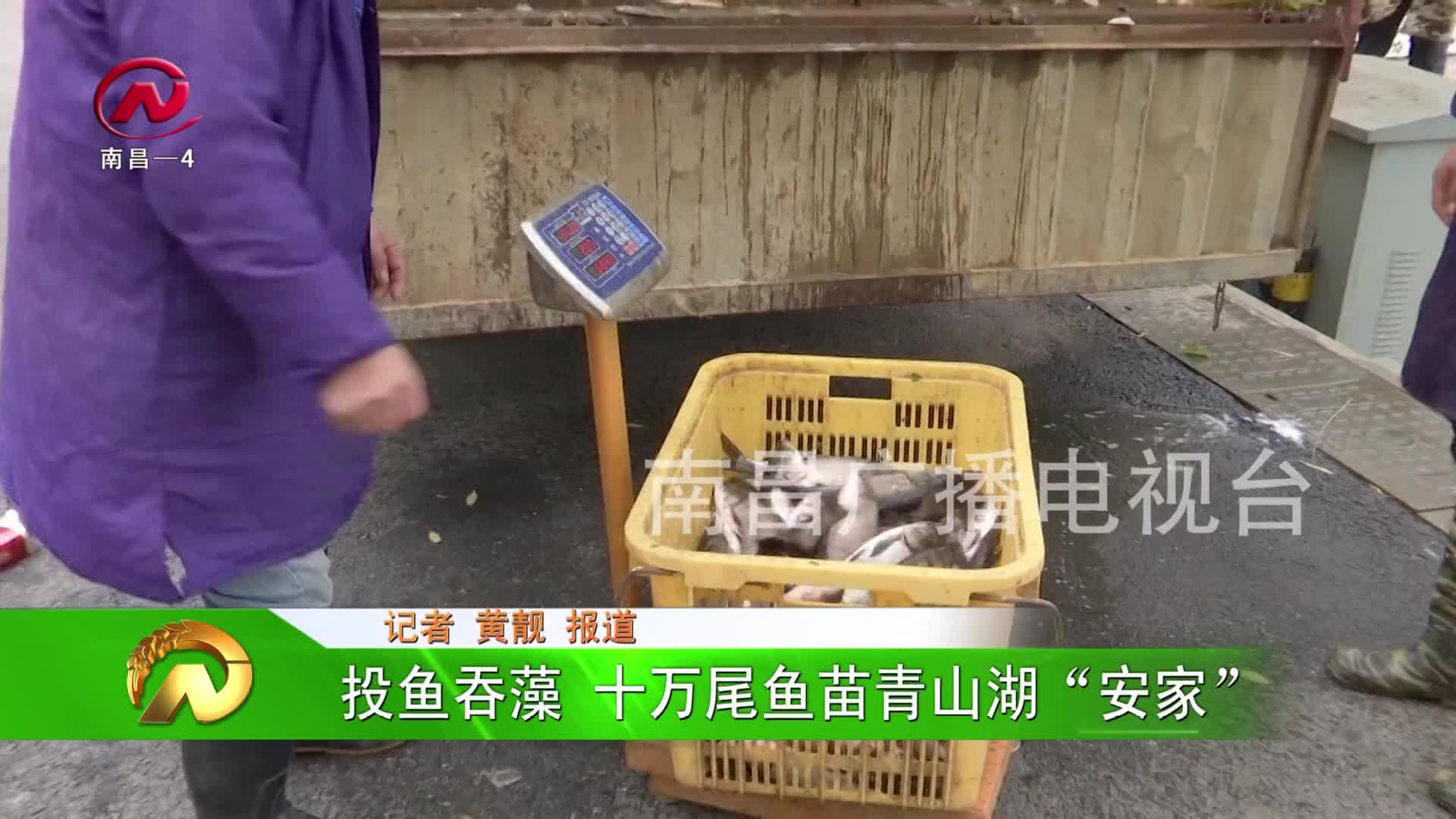 【豫章农视】投鱼吞藻 十万尾鱼苗青山湖“安家”