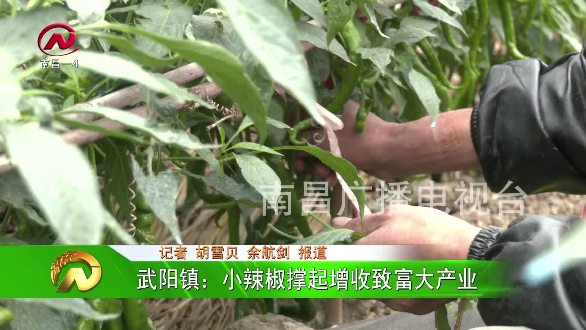 【豫章农视】武阳镇：小辣椒撑起增收致富大产业