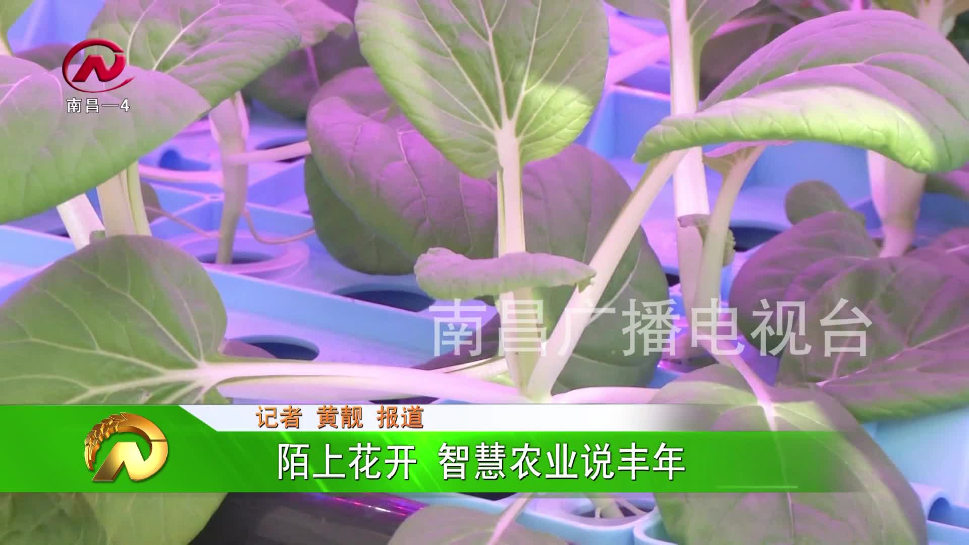 【豫章农视】陌上花开 智慧农业说丰年