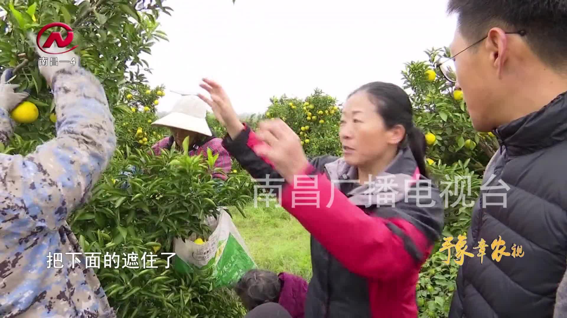 【豫章农视】高效种植促优产 科学管理显成效