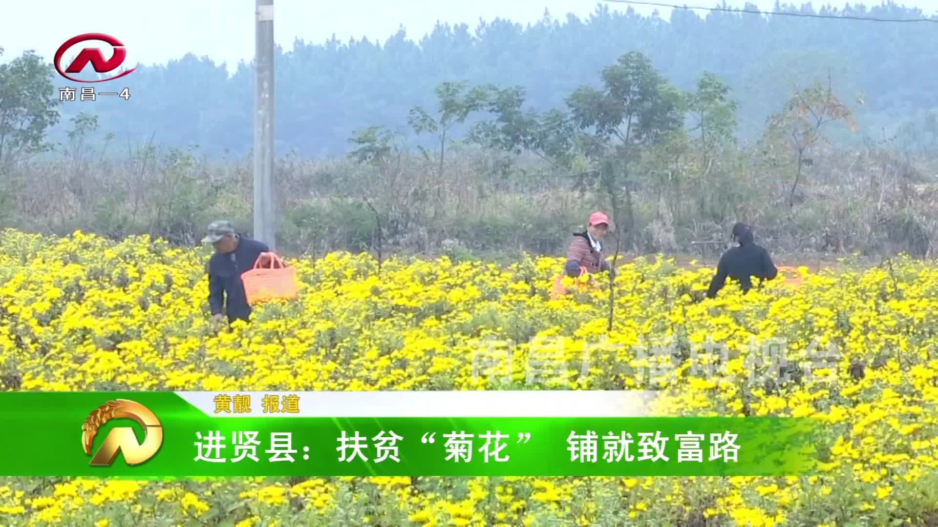 【豫章农视】进贤县：扶贫“菊花”铺就致富路
