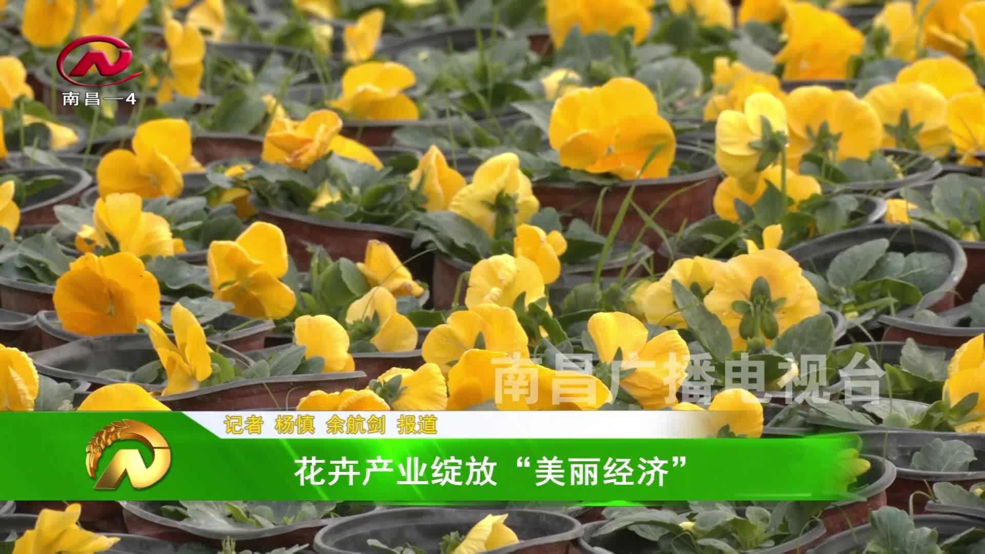 【豫章农视】花卉产业绽放“美丽经济”