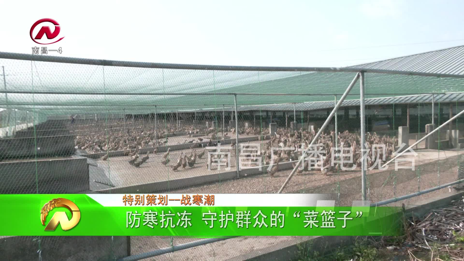 【豫章农视】防寒抗冻 守护群众的“菜篮子”