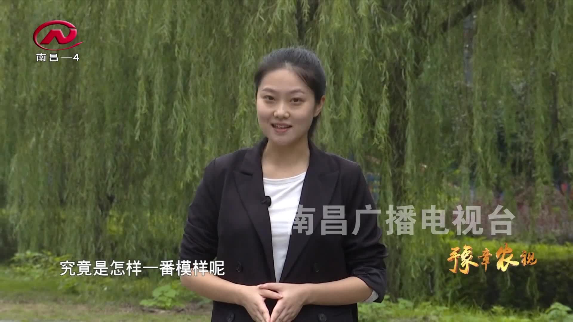 【豫章农视】改善农村人居环境 绘制美丽乡村新画卷