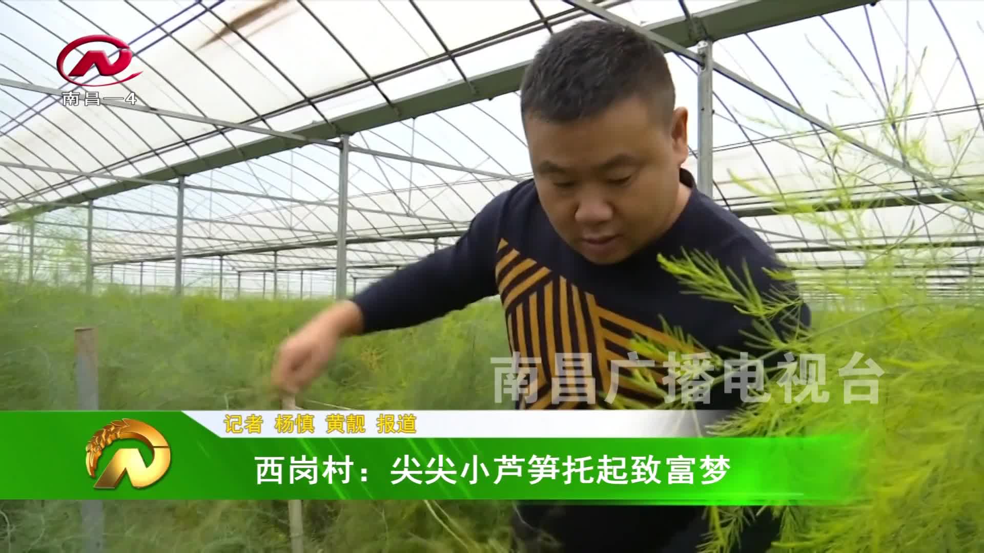 【豫章农视】西岗村：尖尖小芦笋托起致富梦