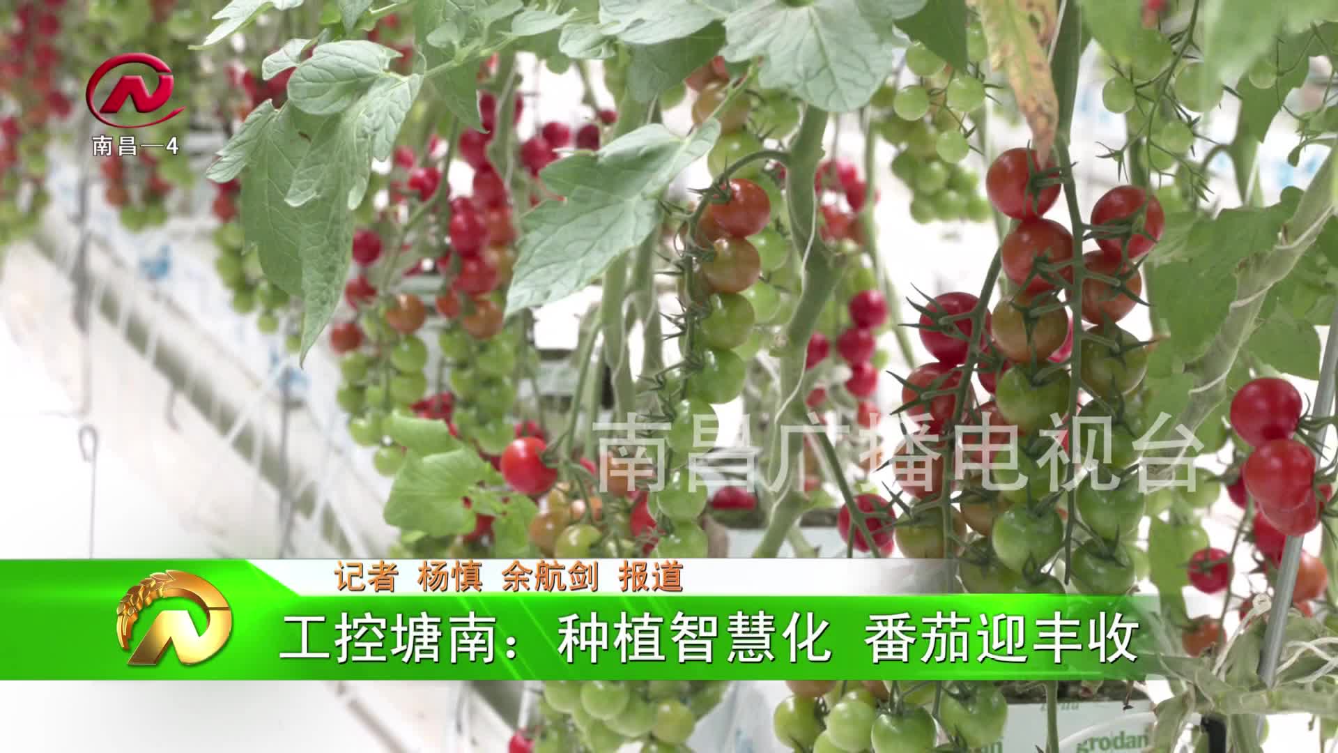 【豫章农视】工控塘南：种植智慧化 番茄迎丰收