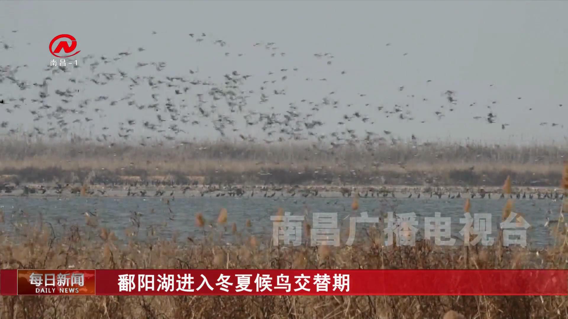 鄱阳湖进入冬夏候鸟交替期