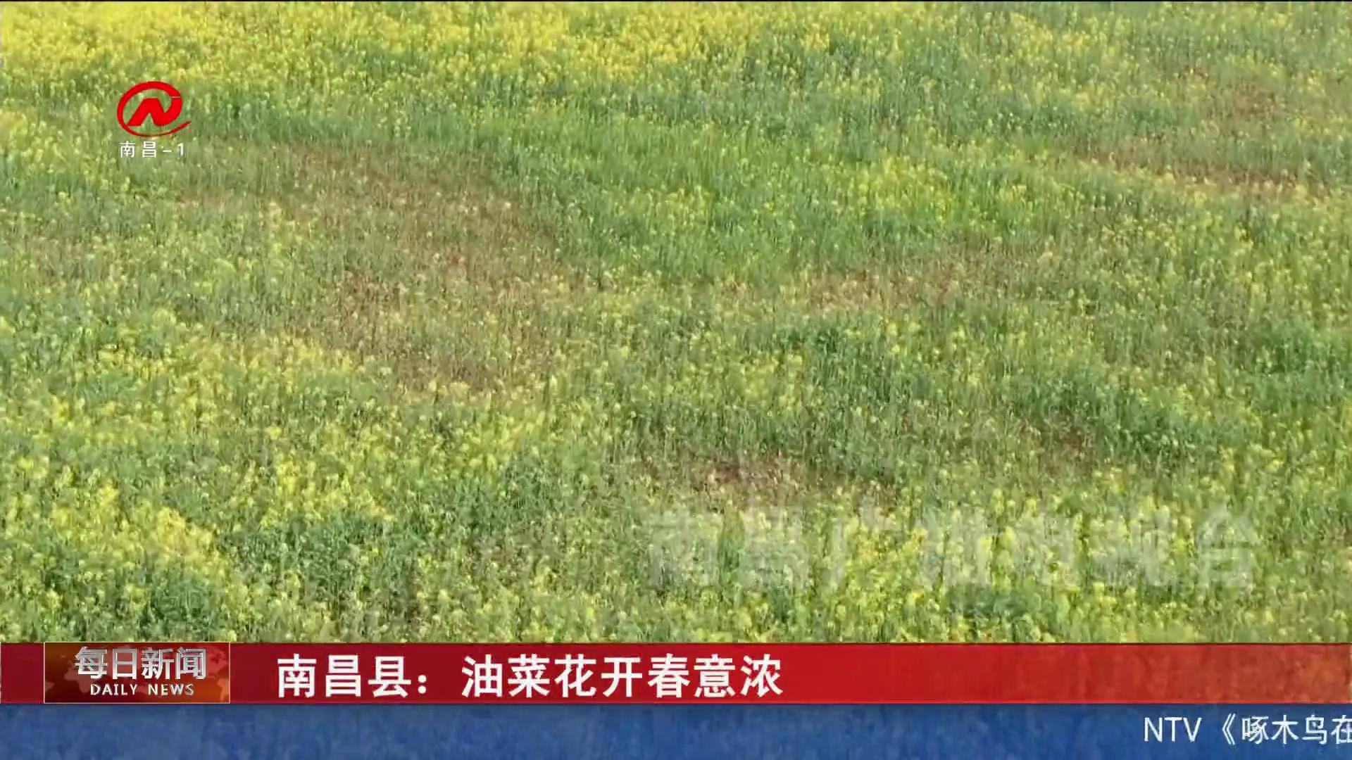 南昌县：油菜花开春意浓