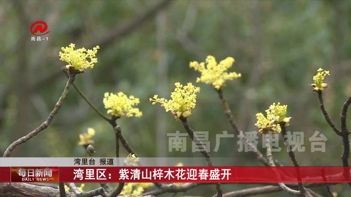湾里区：紫清山梓木花迎春盛开