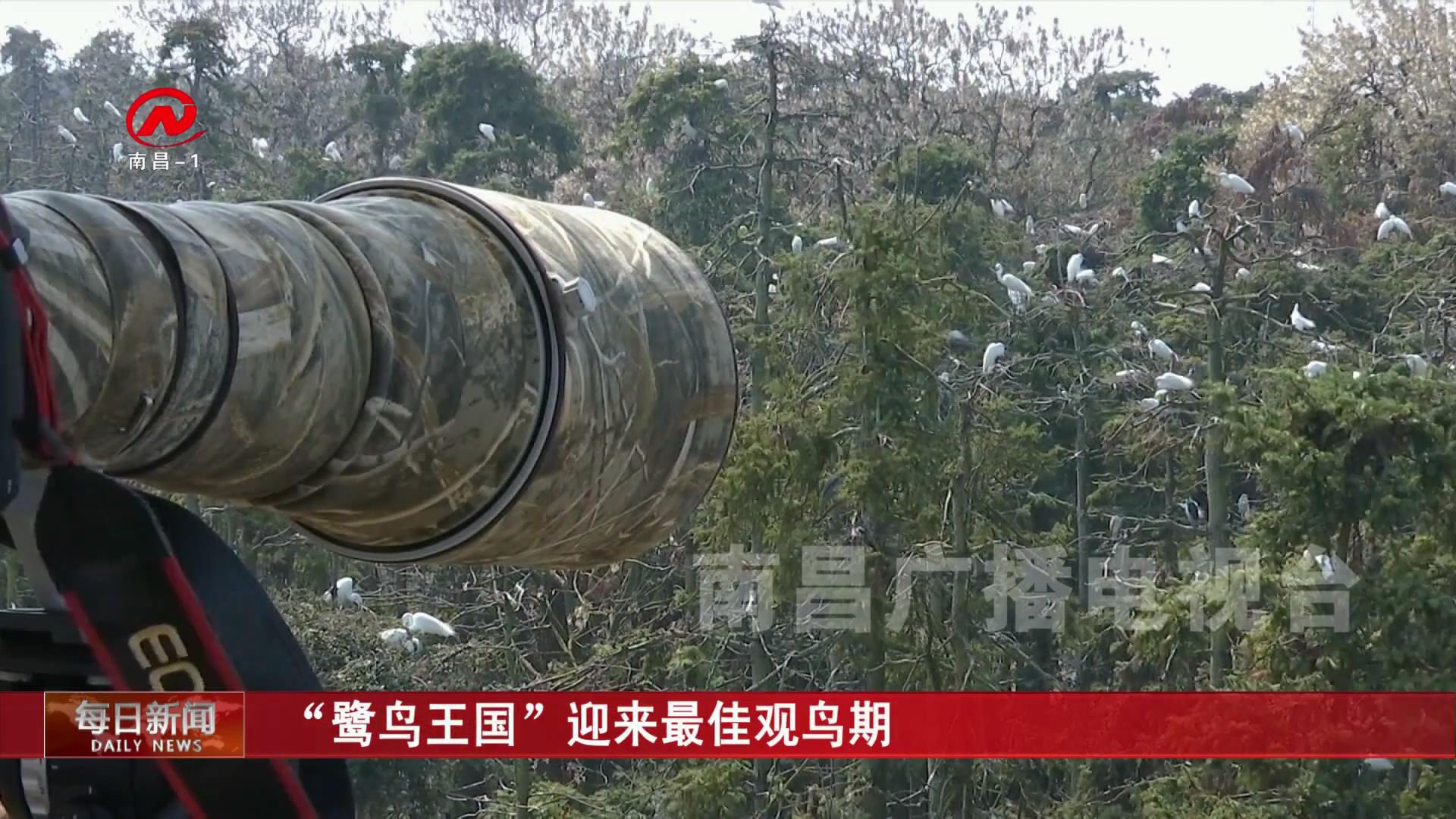 “鹭鸟王国”迎来最佳观鸟期