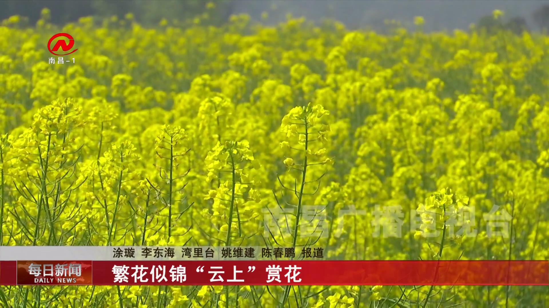 繁花似锦“云上”赏花