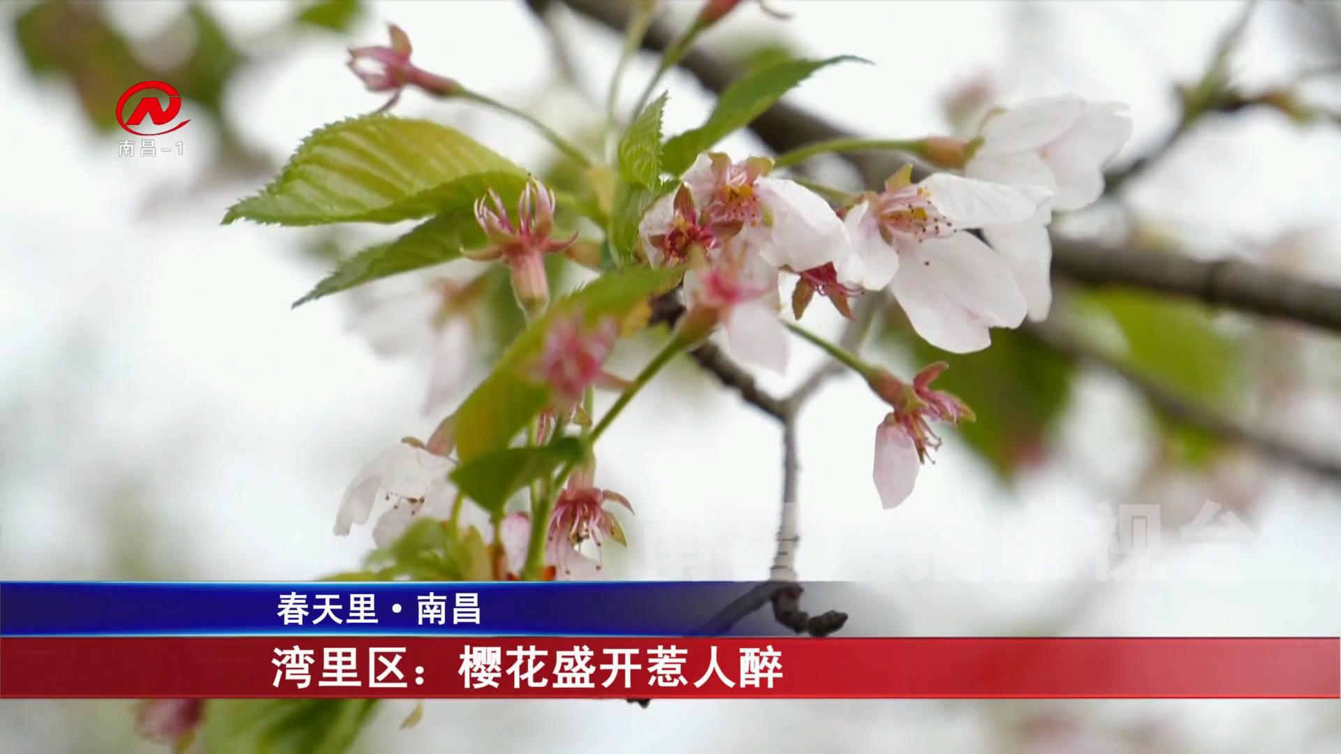 湾里区：樱花盛开惹人醉