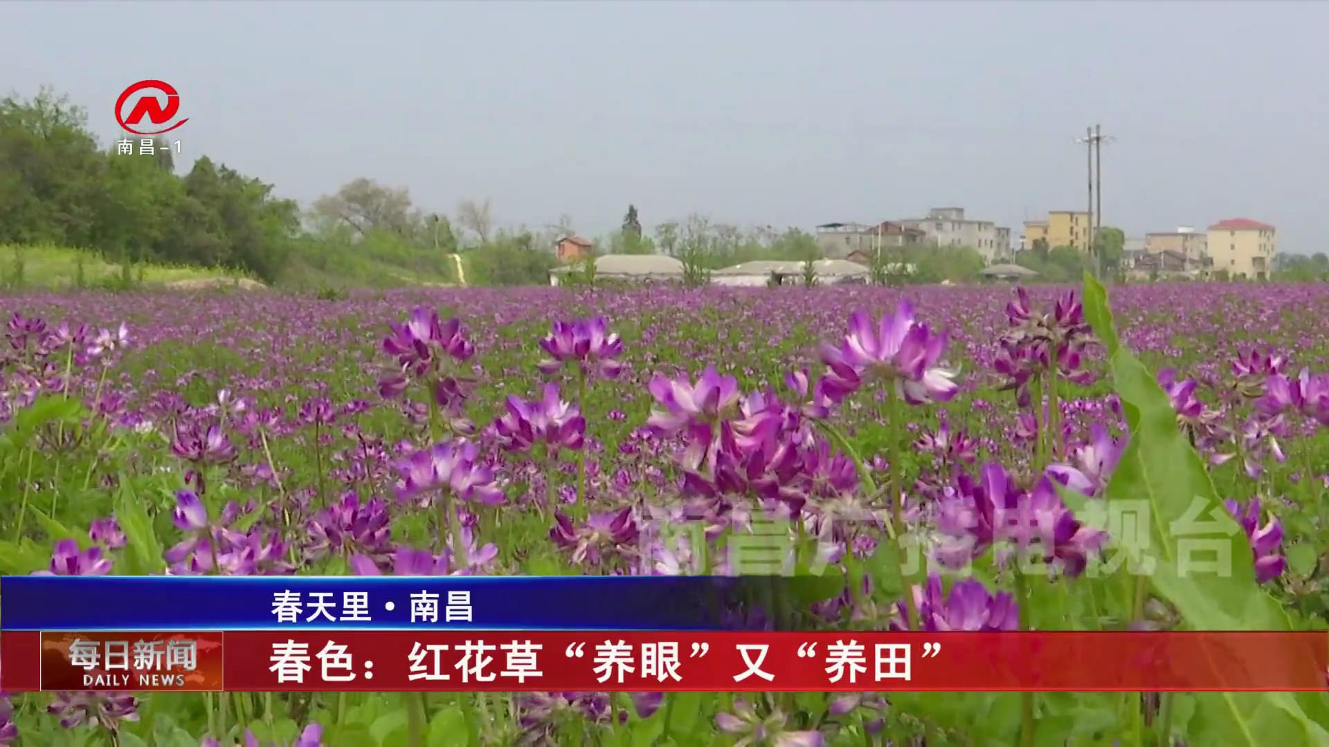 春色：红花草“养眼”又“养田”