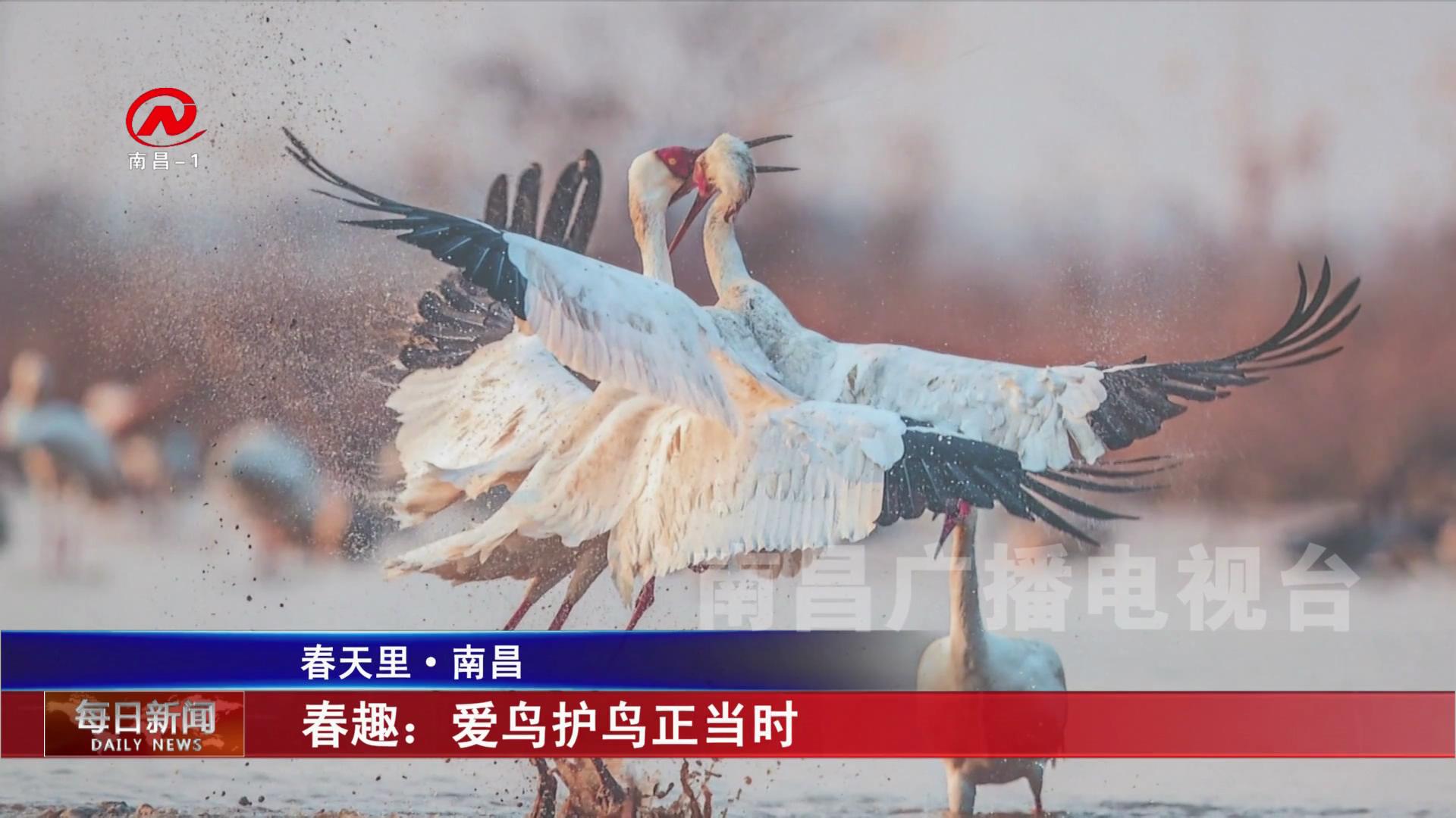 春趣：爱鸟护鸟正当时