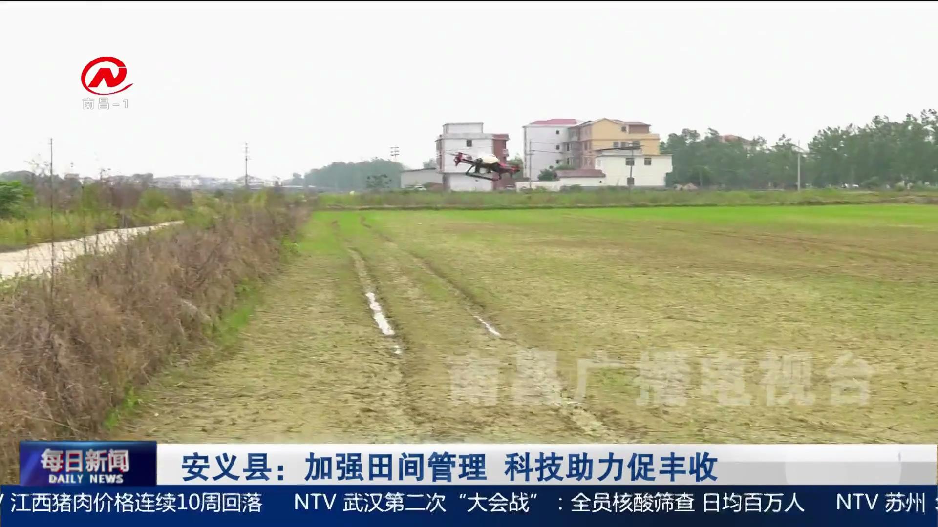 安义县：加强田间管理  科技助力促丰收