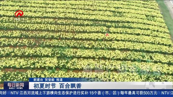 初夏时节 百合飘香