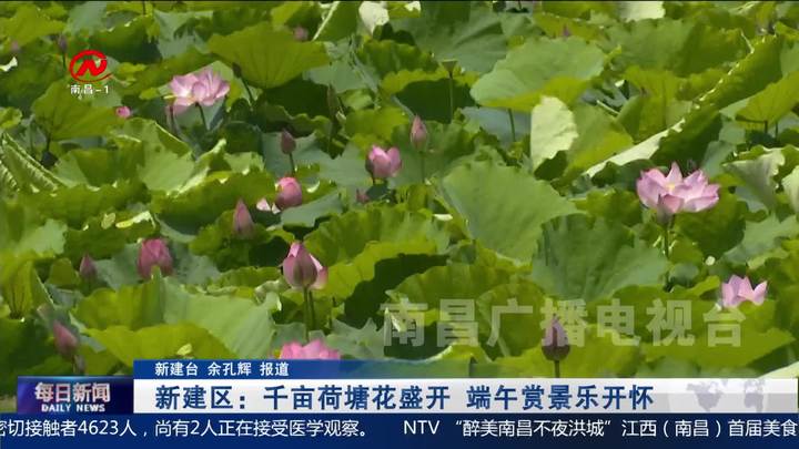 新建区：千亩荷塘花盛开 端午赏景乐开怀
