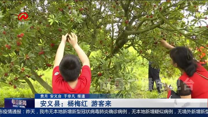 安义县：杨梅红 游客来