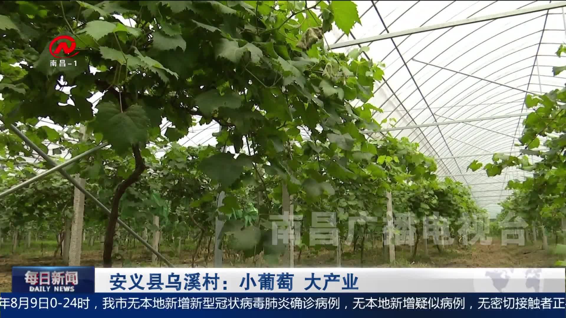 安义县乌溪村：小葡萄 大产业