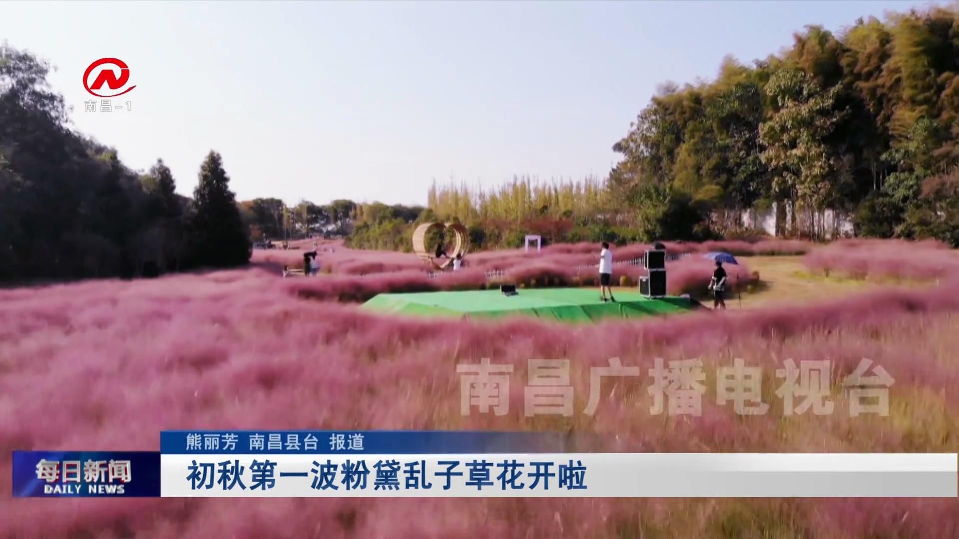 初秋第一波粉黛乱子草花开啦