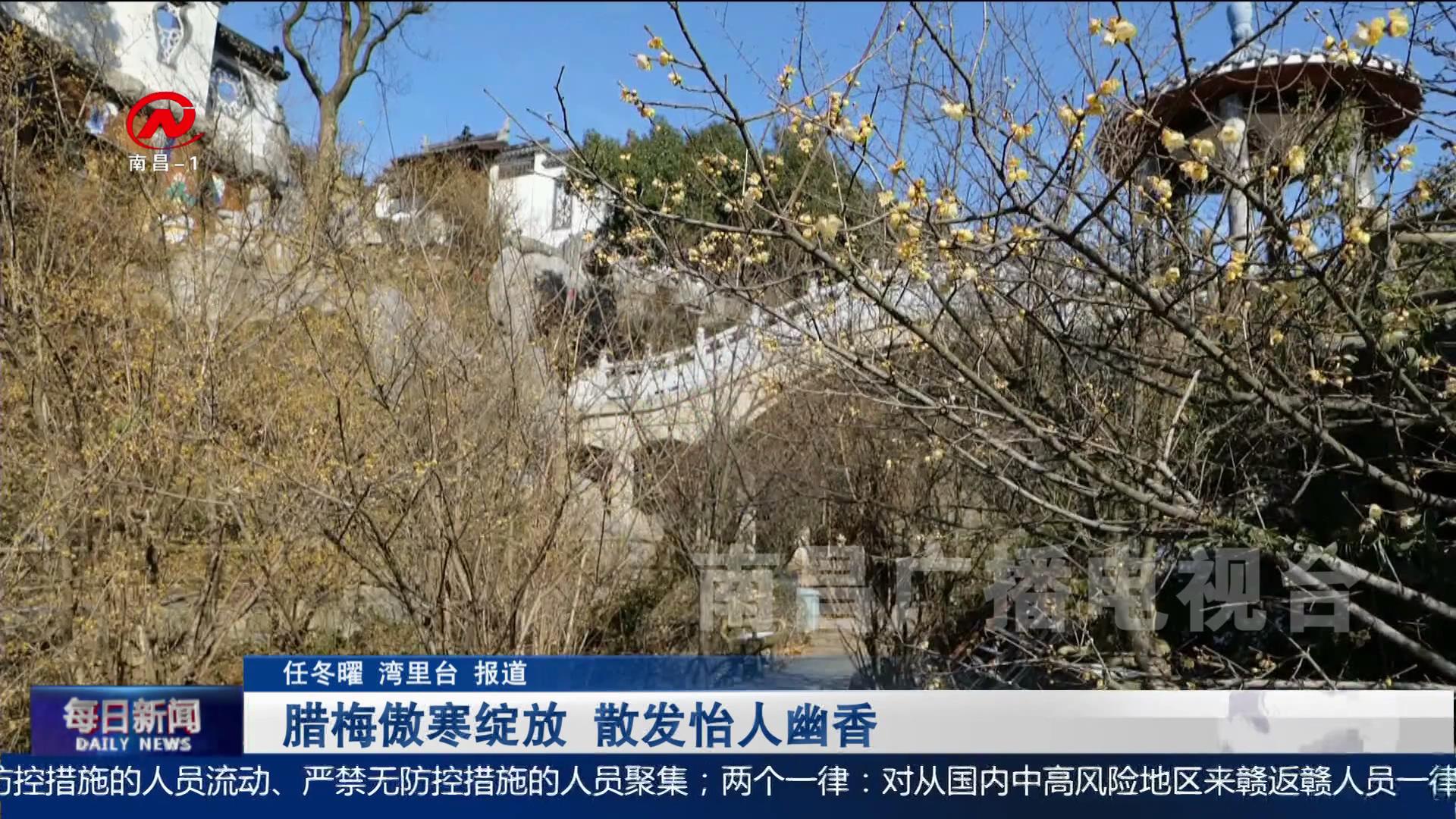 腊梅傲寒绽放 散发怡人幽香