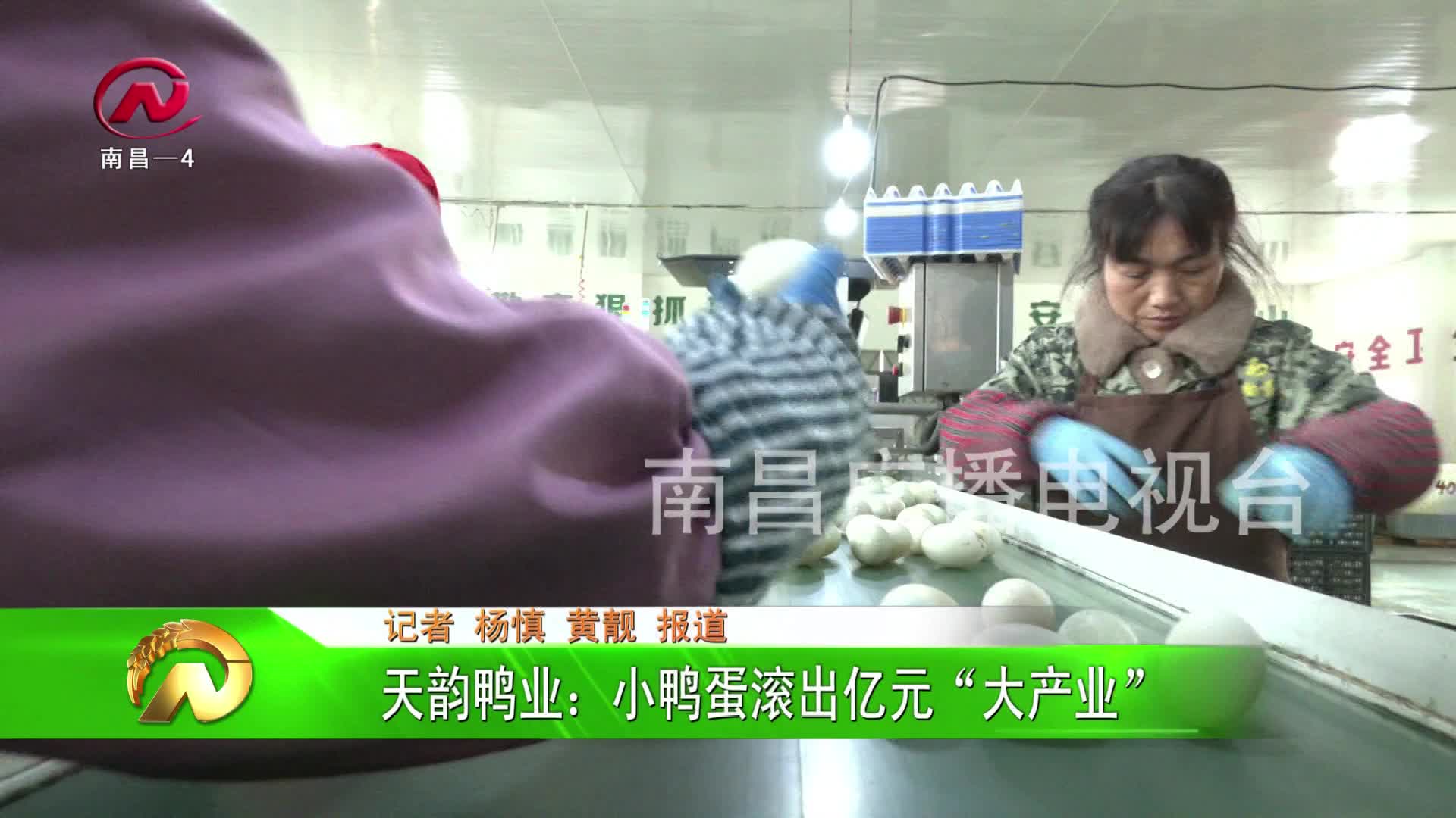 【豫章农视】天韵鸭业：小鸭蛋滚出亿元“大产业”
