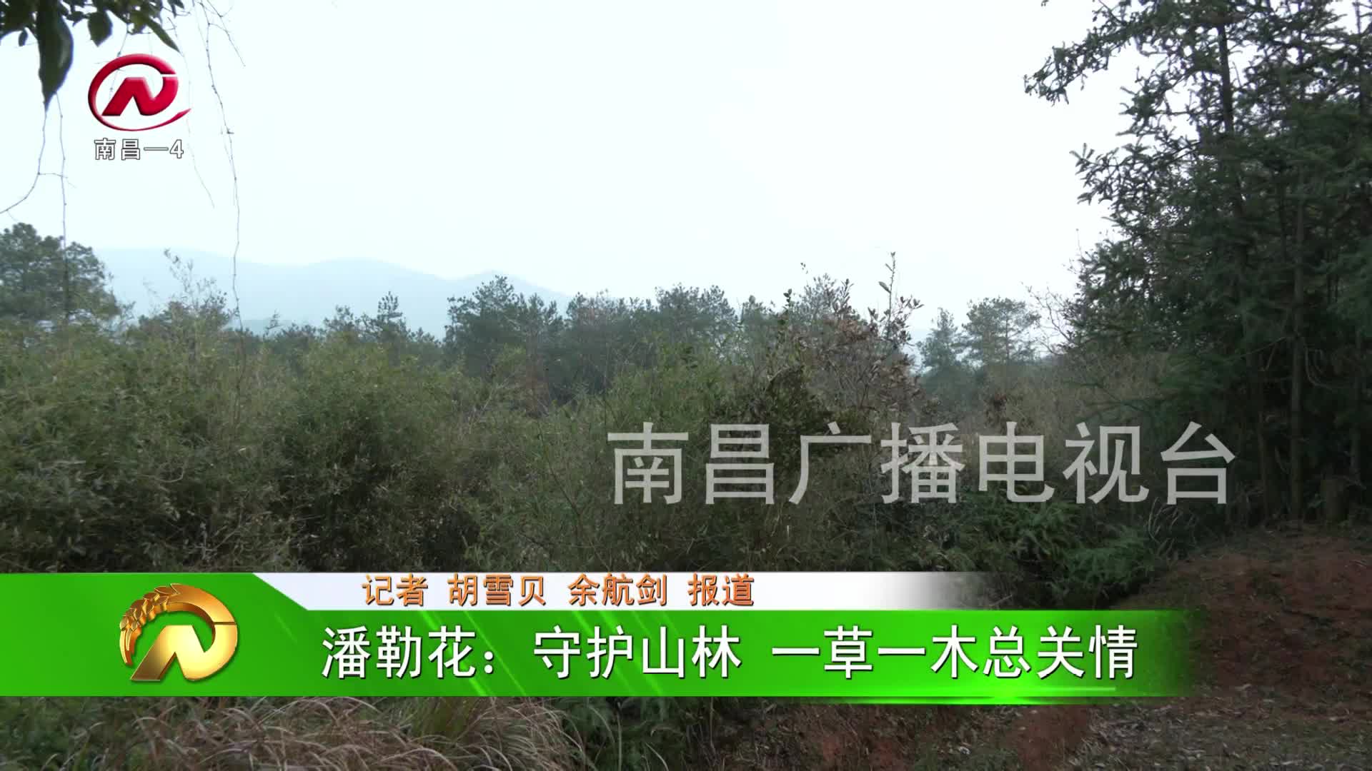 【豫章农视】潘勒花：守护山林 一草一木总关情
