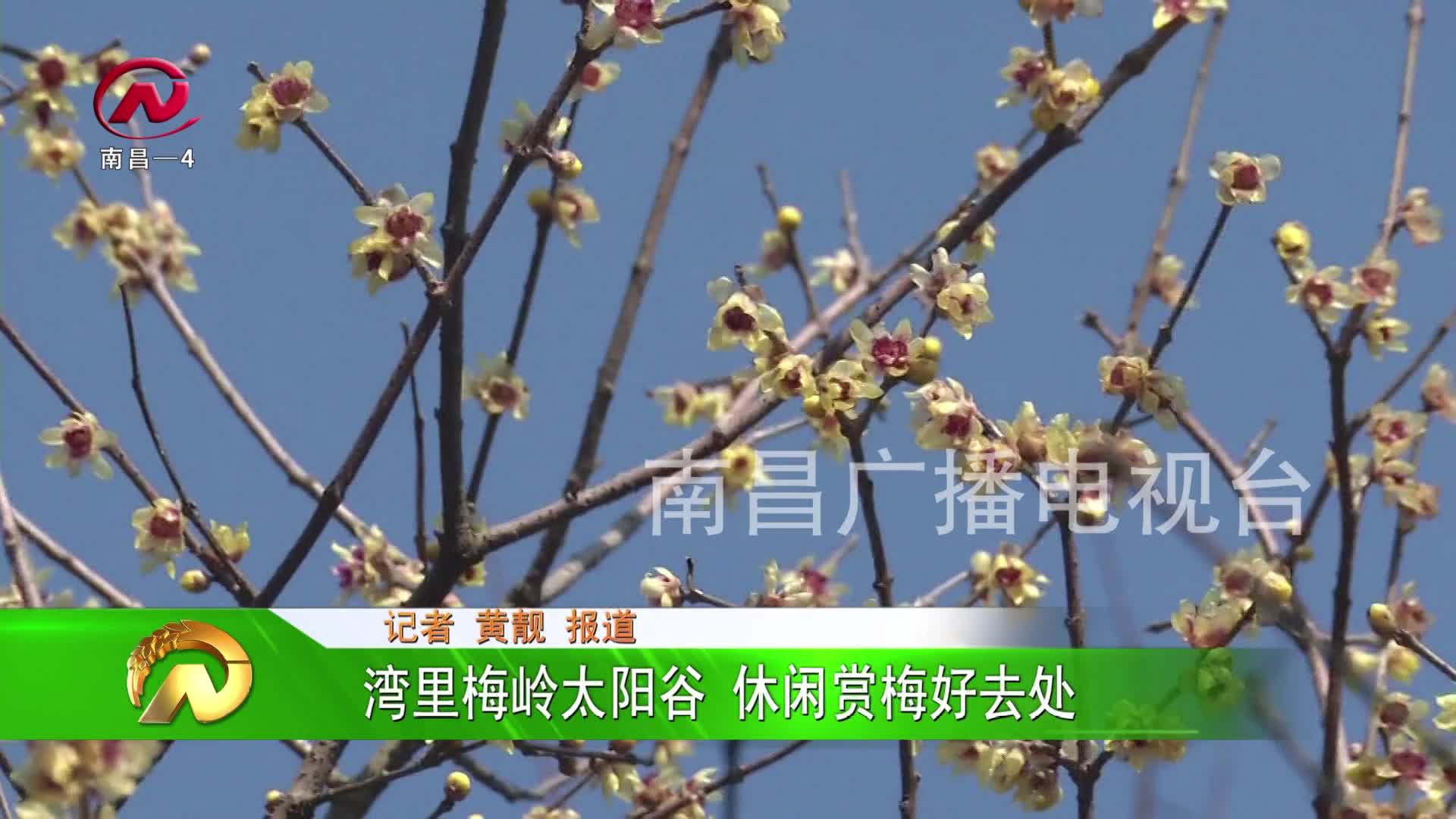 【豫章农视】湾里梅岭天阳谷 休闲赏梅好去处