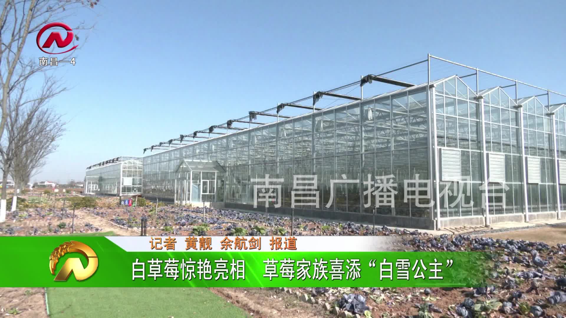 【豫章农视】白草莓惊艳亮相  草莓家族喜添“白雪公主”