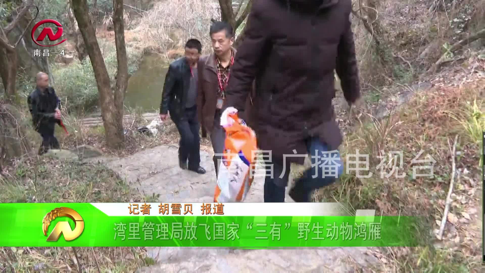 【豫章农视】湾里管理局放飞国家“三有”野生动物鸿雁