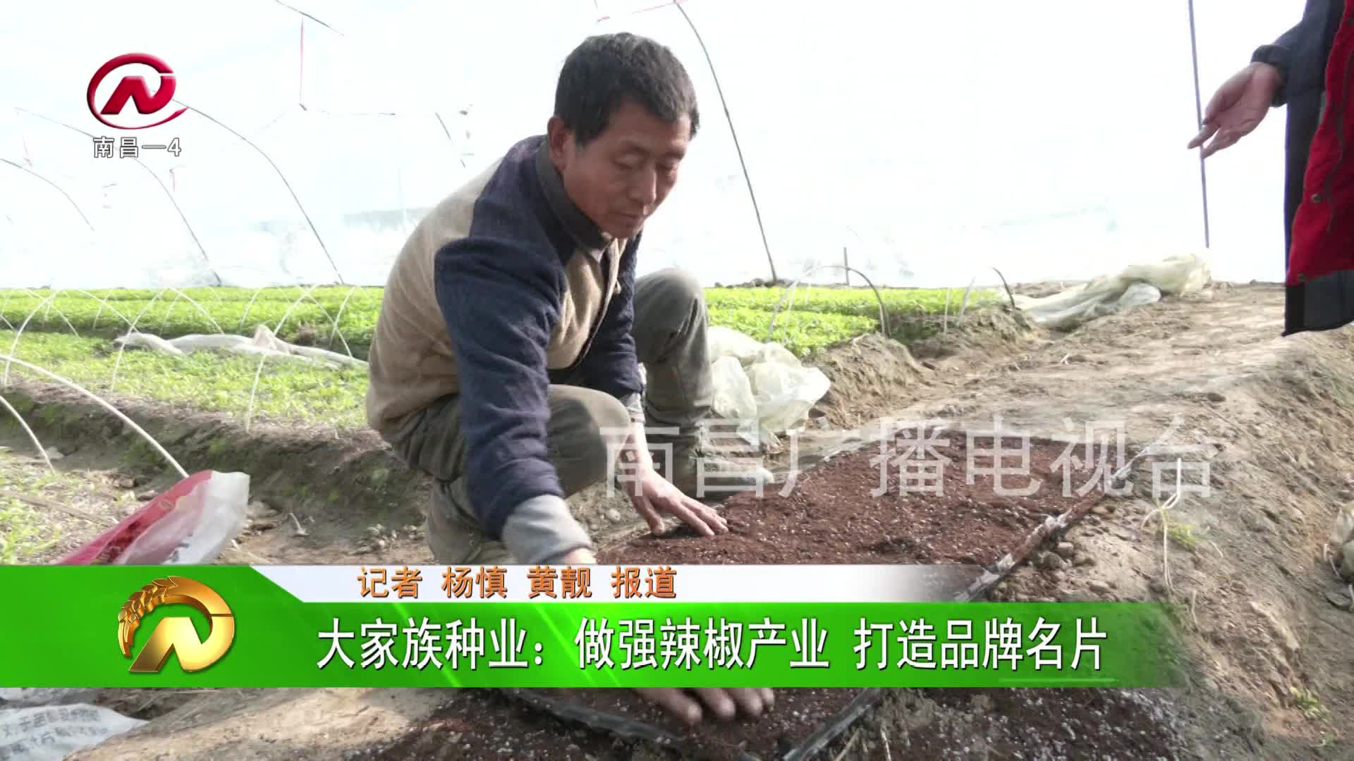 【豫章农视】大家族种业：做强辣椒产业 打造品牌名片