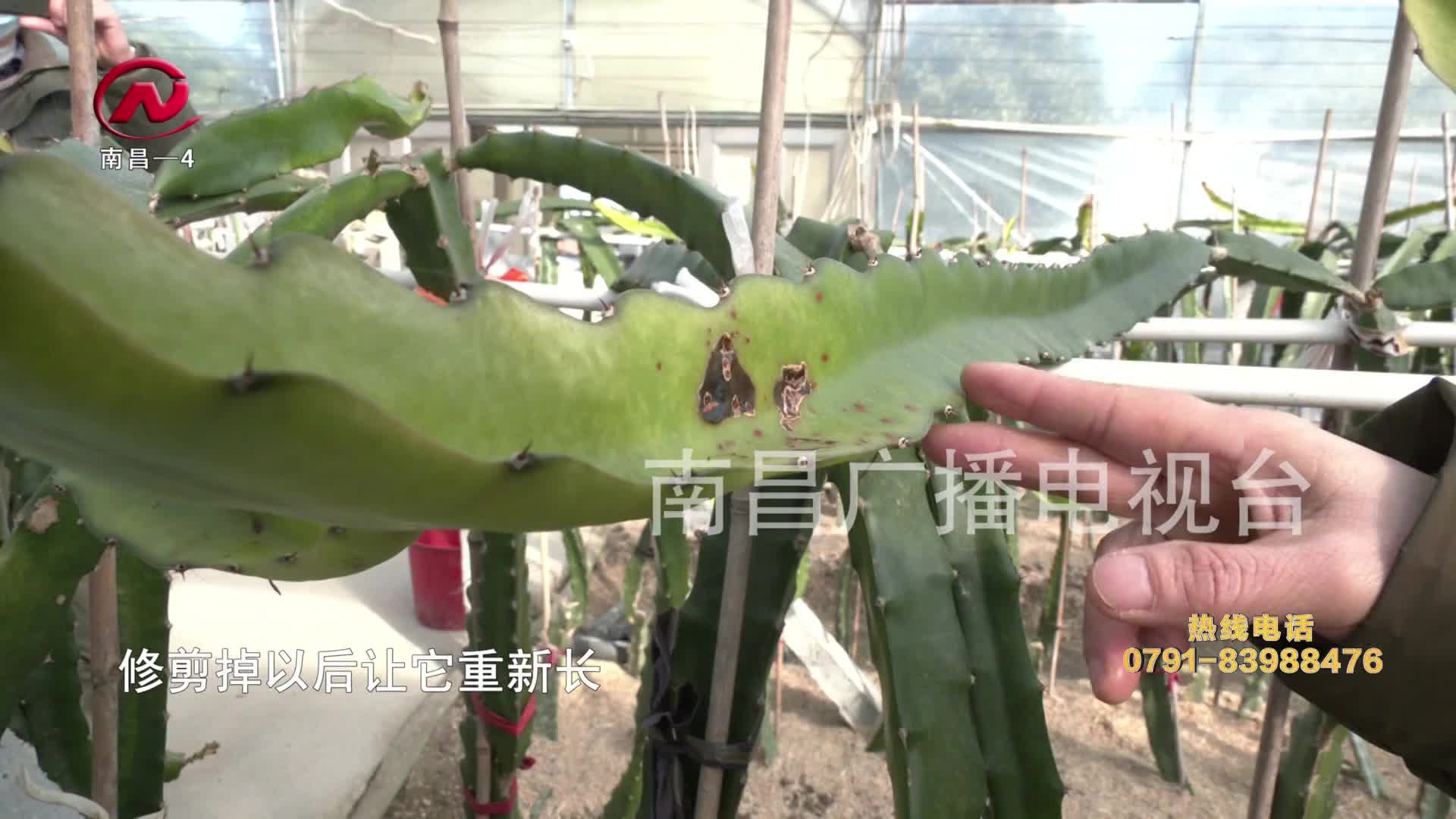 【豫章农视】天气多“变脸” 气象专家上门指导农业生产最新