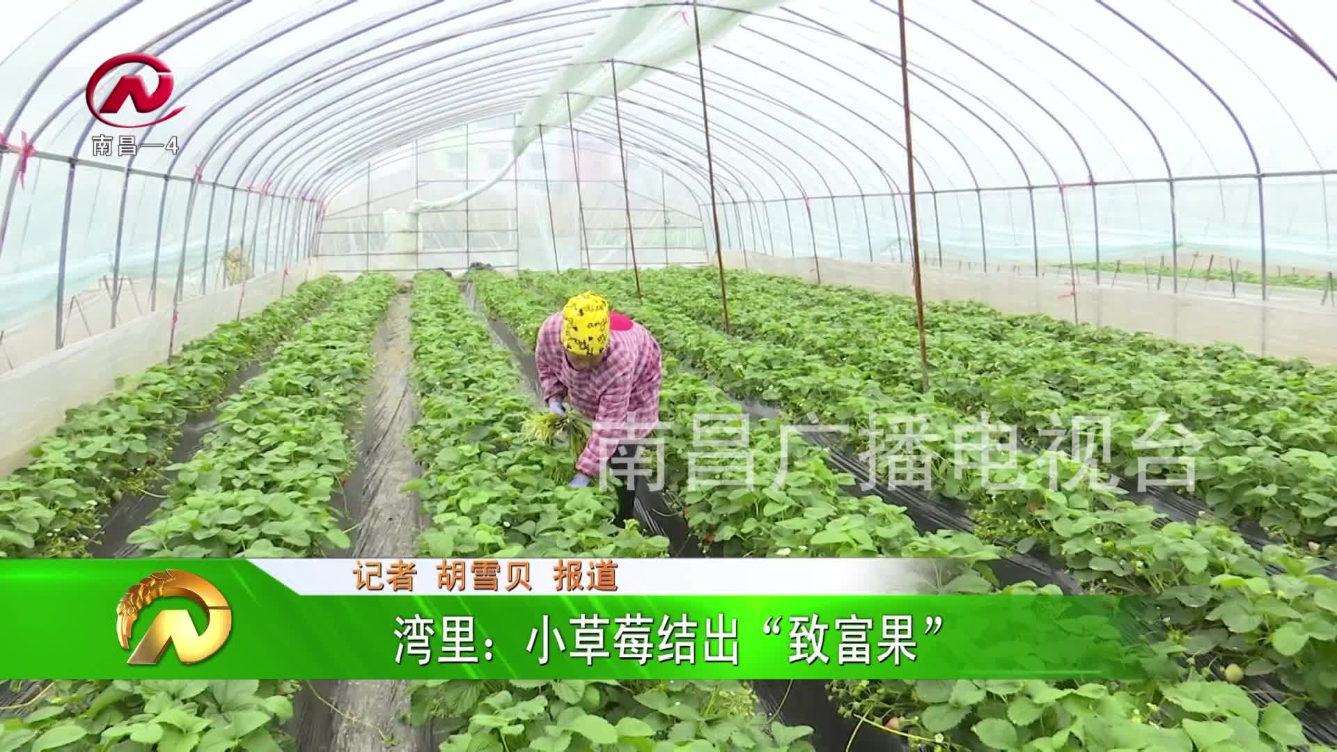 【豫章农视】湾里：小草莓结出“致富果”