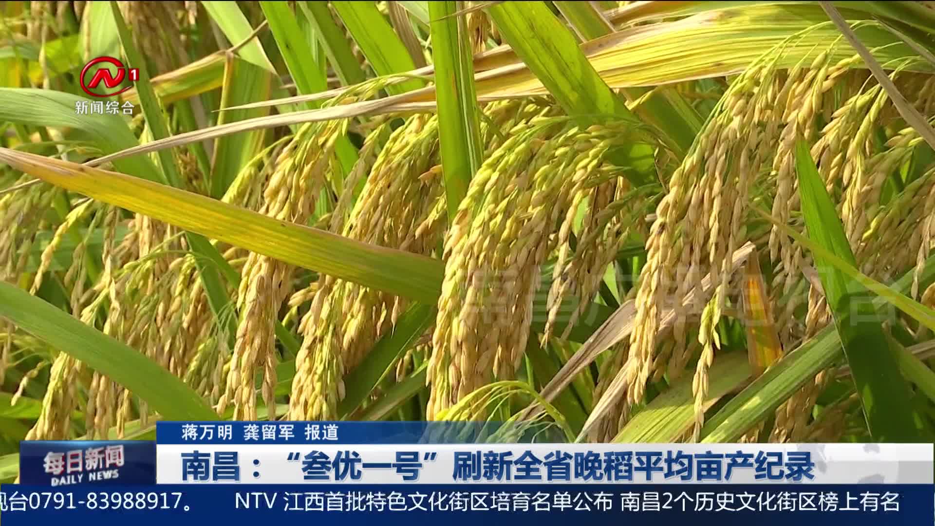 南昌：“叁优一号”刷新全省晚稻平均亩产纪录