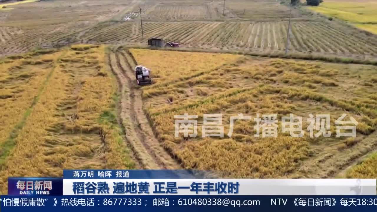 稻谷熟 遍地黄 正是一年丰收时