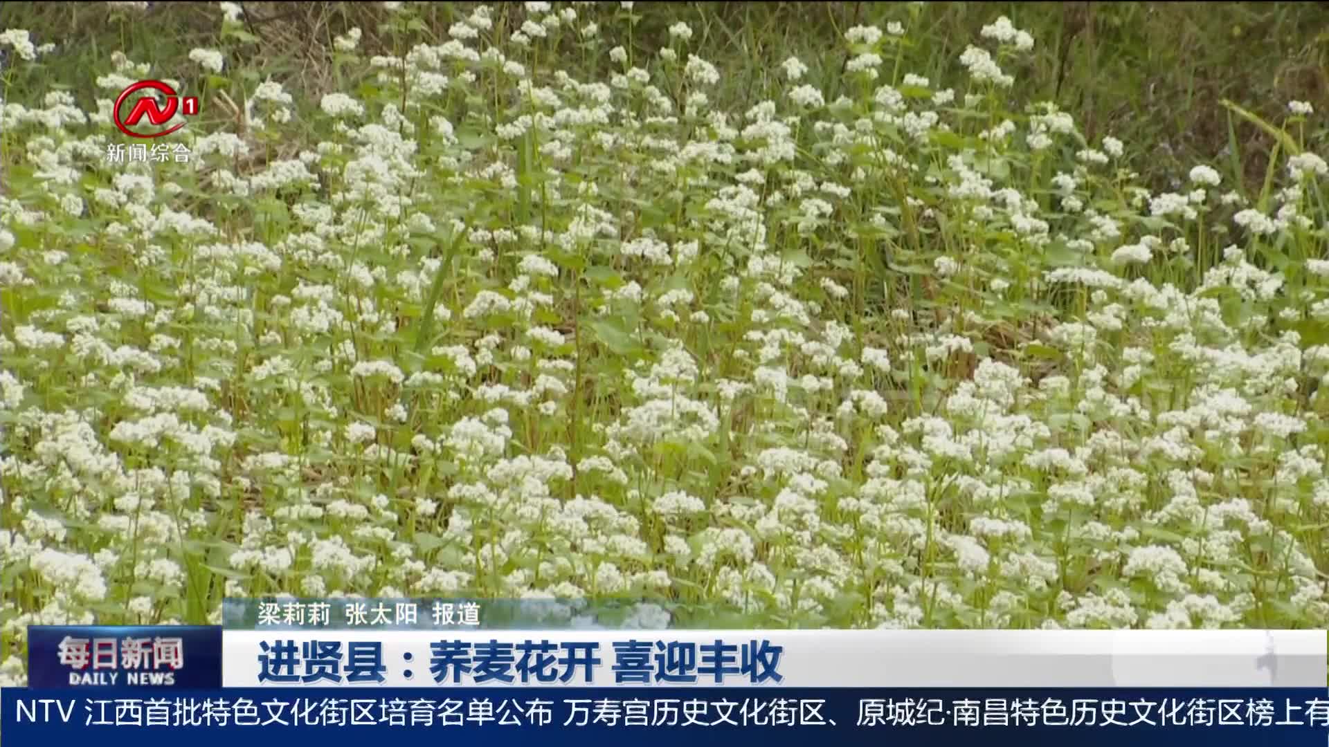 进贤县：荞麦花开 喜迎丰收
