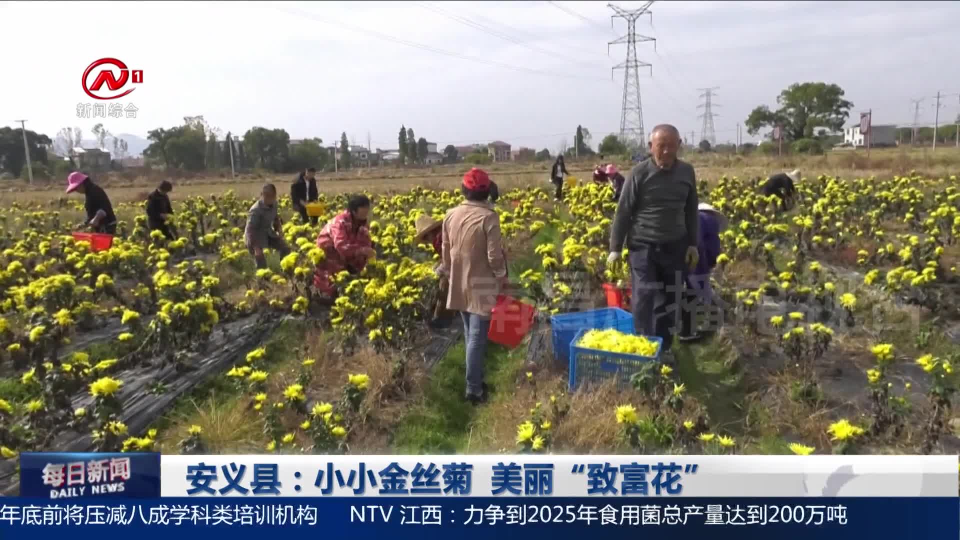 安义县：小小金丝菊  美丽“致富花”
