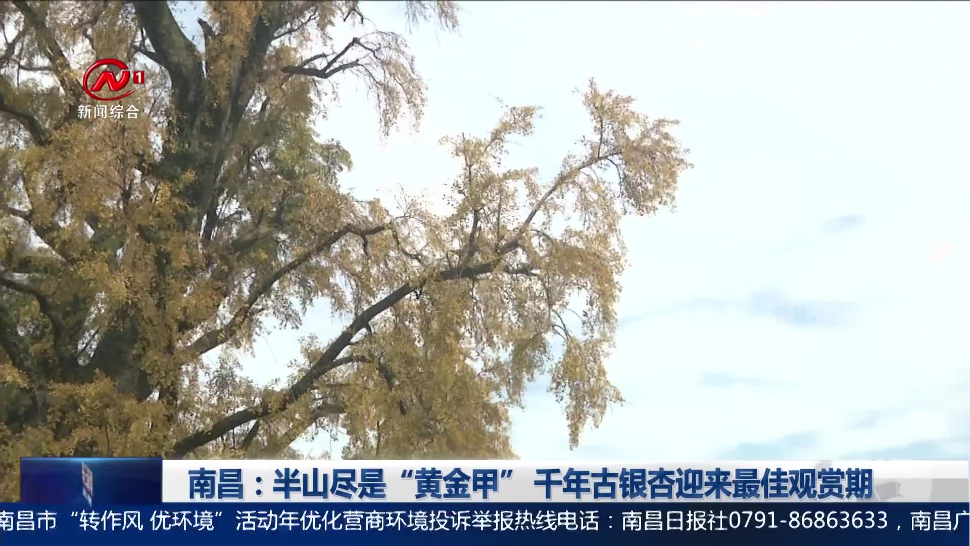 南昌：半山尽是“黄金甲” 千年古银杏迎来最佳观赏期