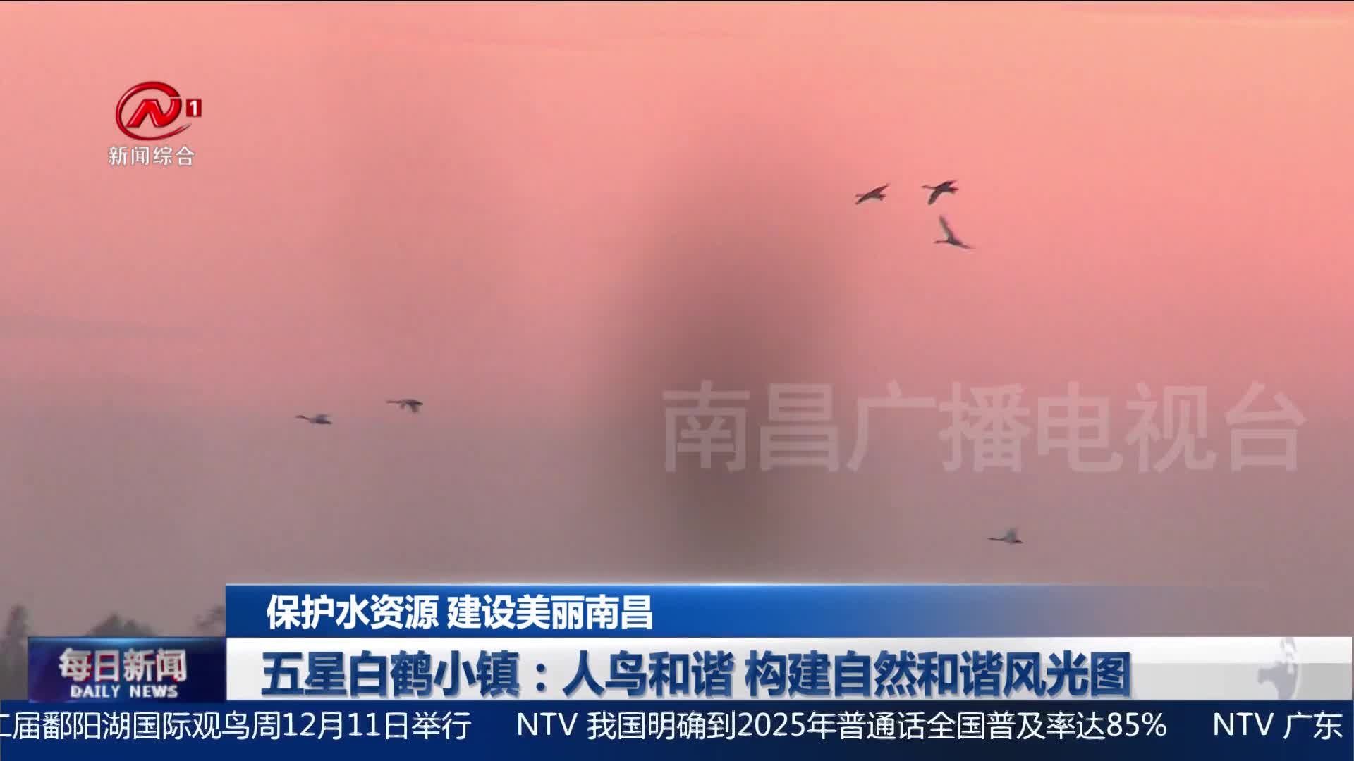 五星白鹤小镇：人鸟和谐 构建自然和谐风光图