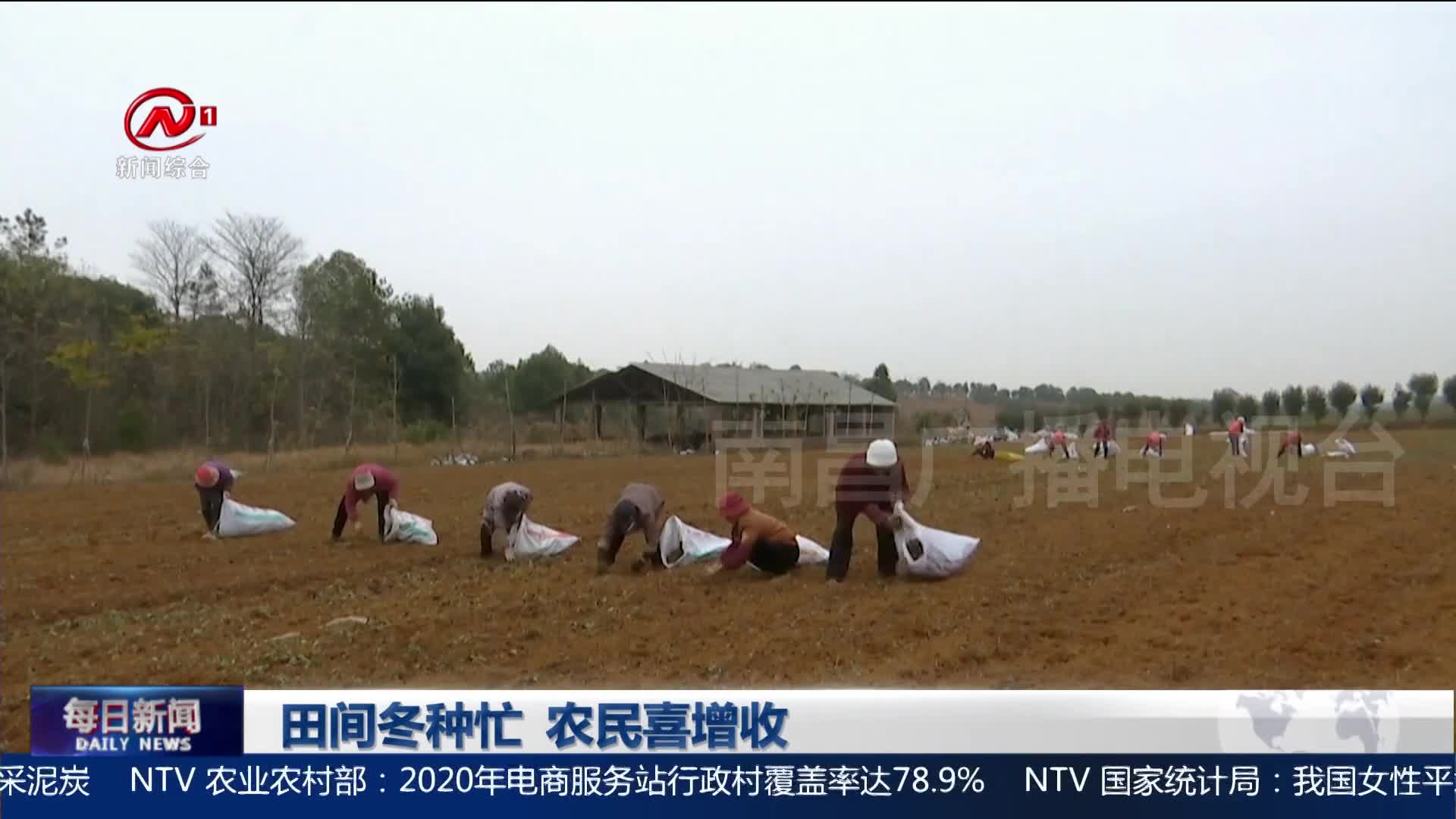 田间冬种忙   农民喜增收