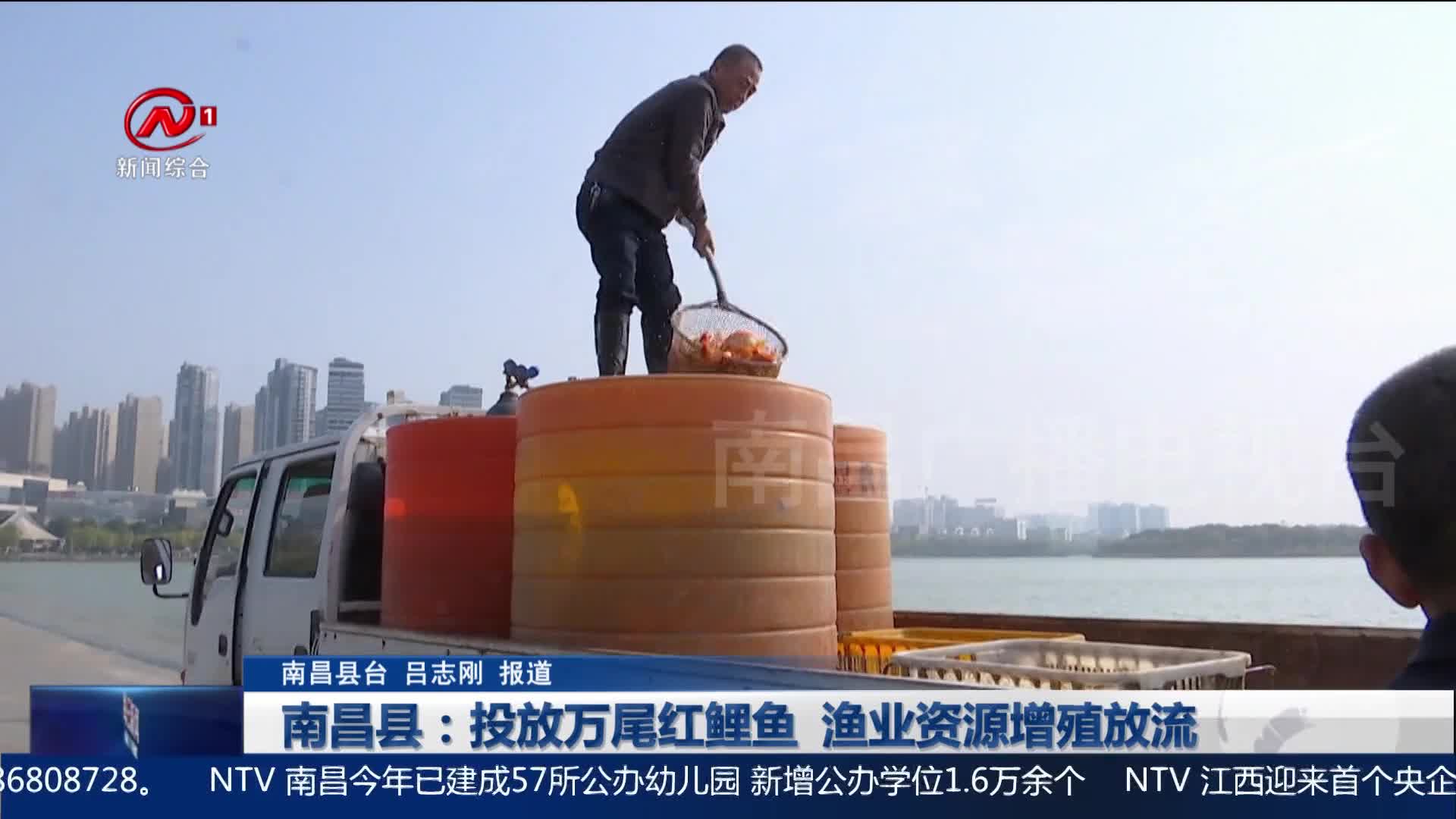 南昌县：投放万尾红鲤鱼  渔业资源增殖放流