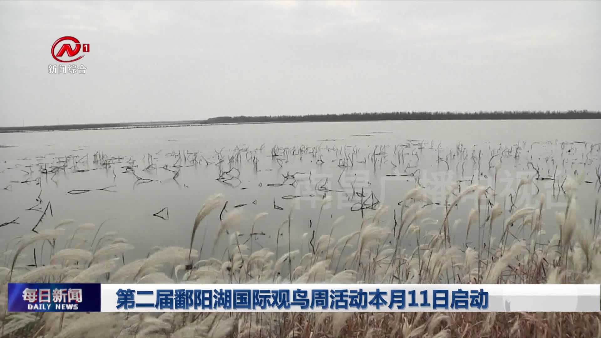 第二届鄱阳湖国际观鸟周活动本月11日启动