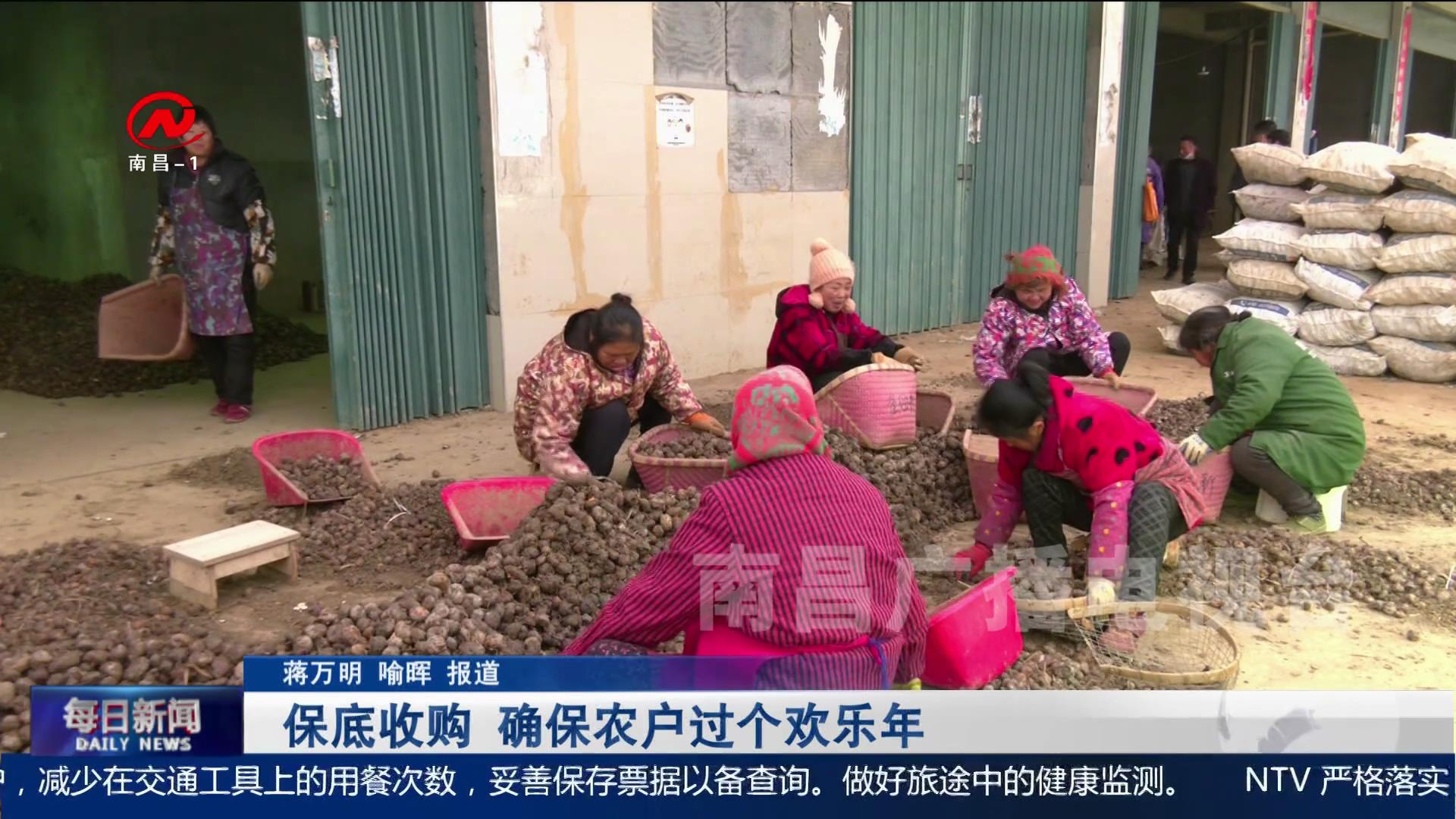 保底收购 确保农户过个欢乐年