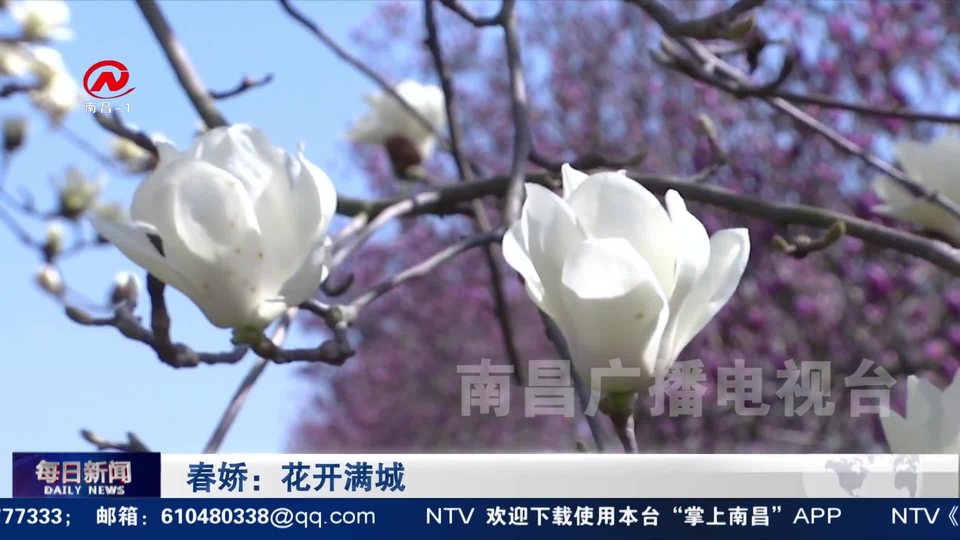 春娇：花开满城