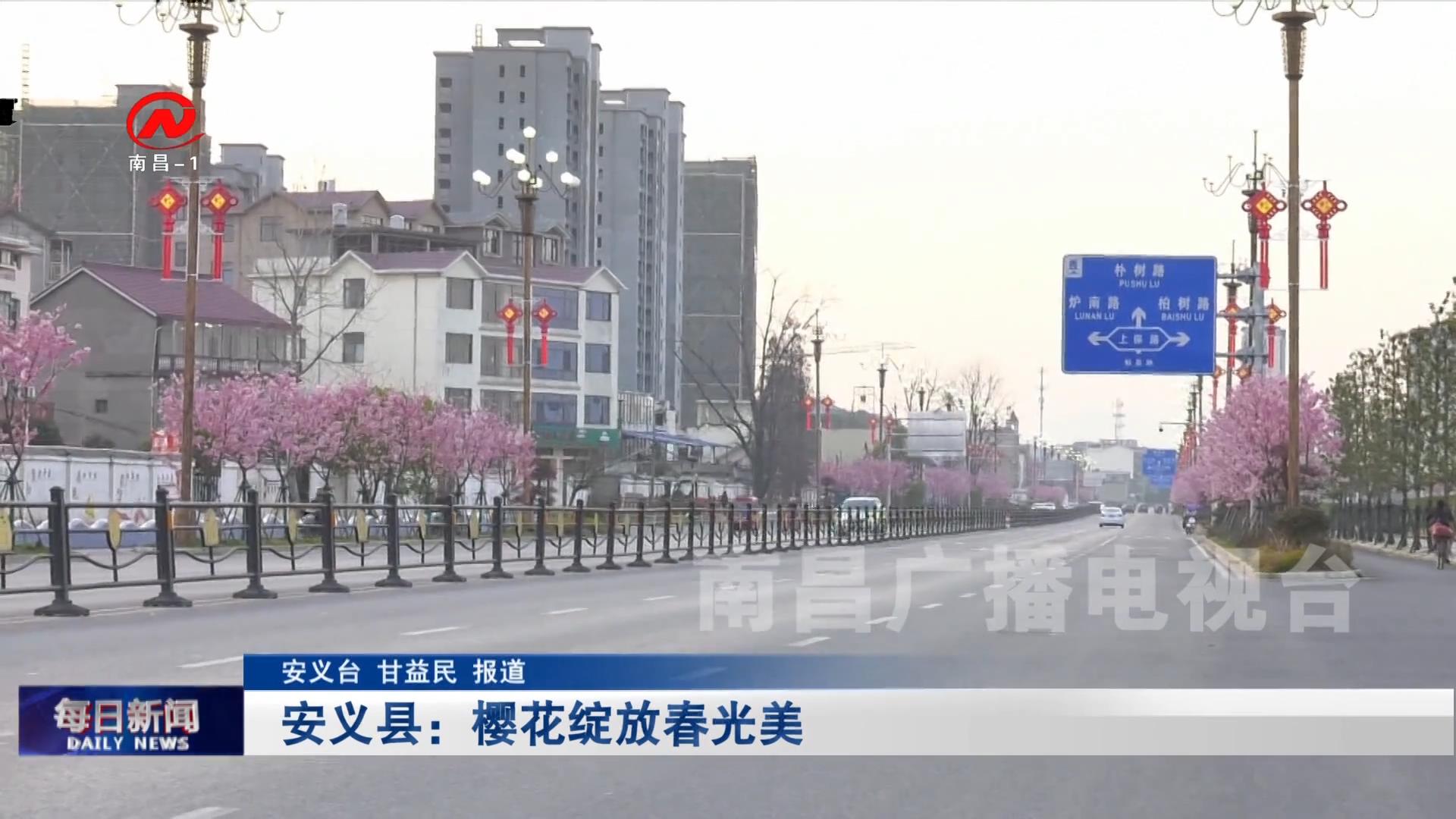 安义县：樱花绽放春光美