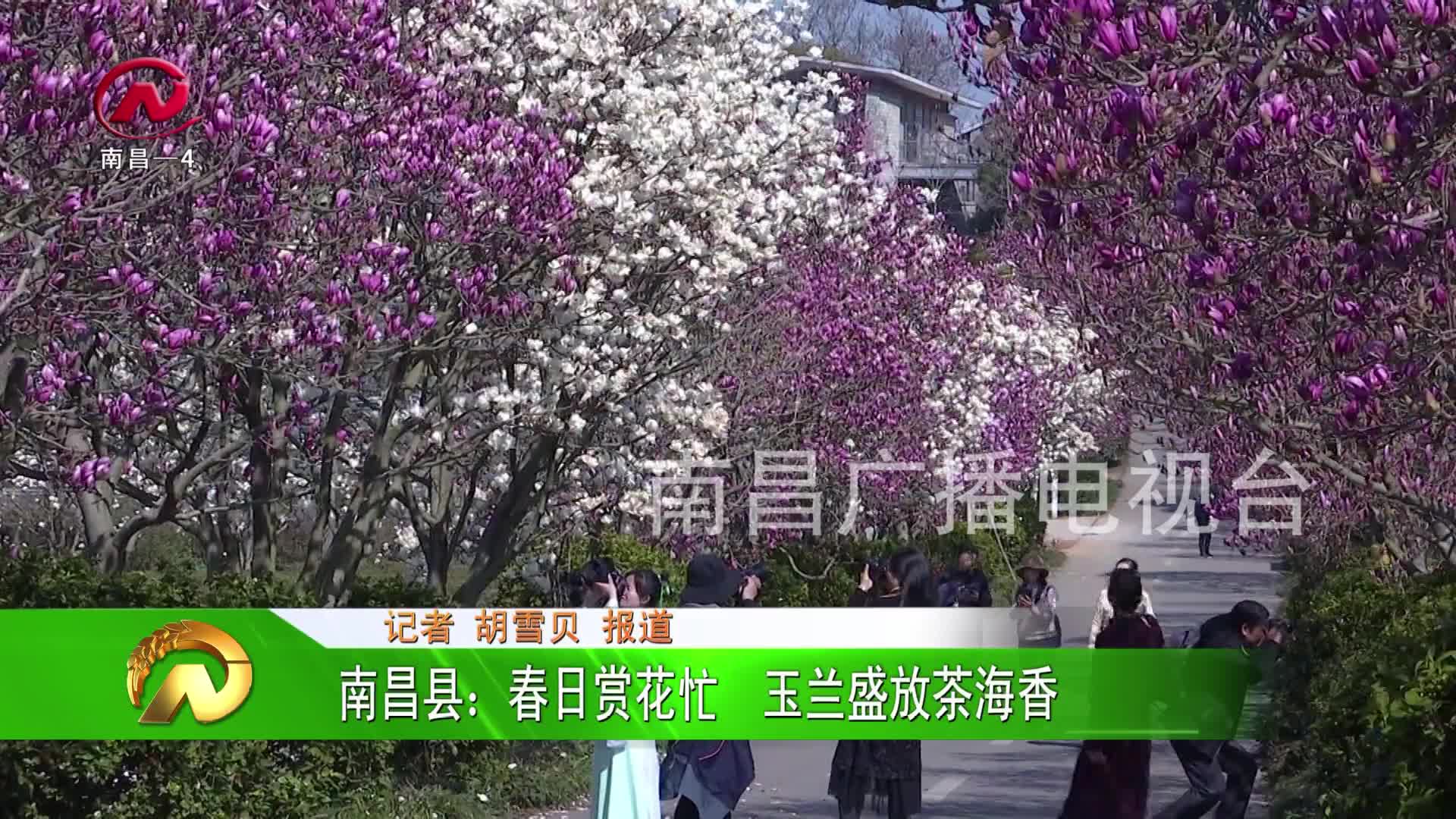 【豫章农视】南昌县：春日赏花忙  玉兰盛放茶海香